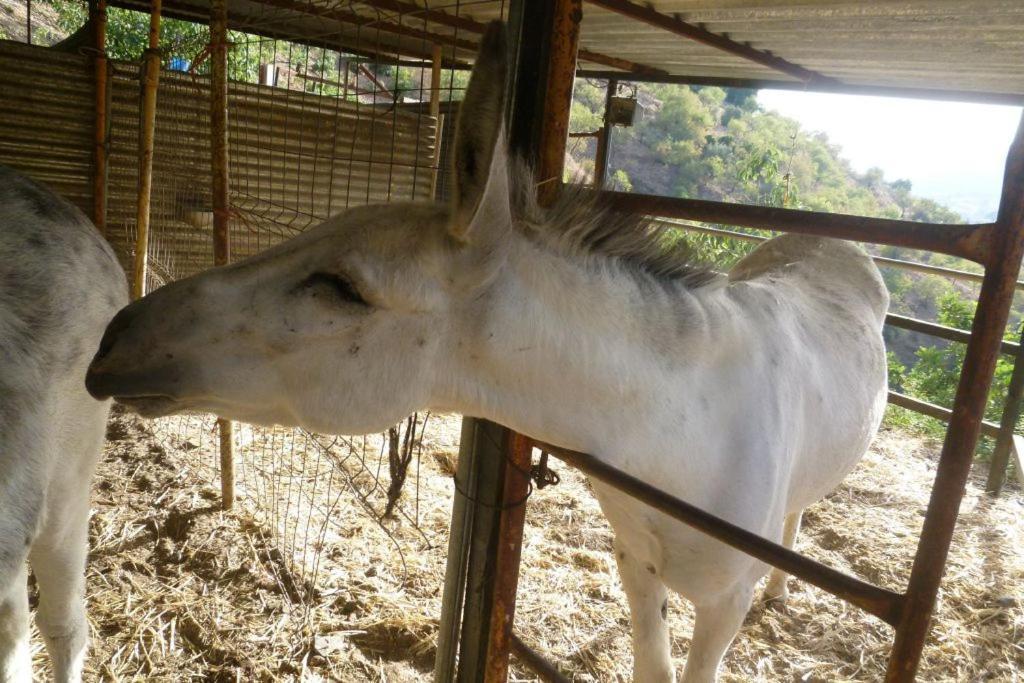 Finca Los Burros Tolatán Kültér fotó